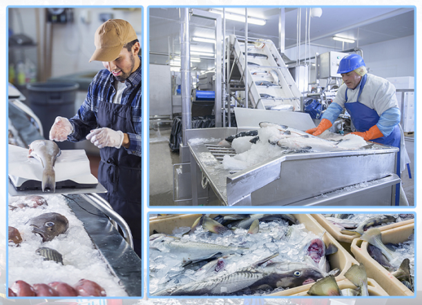 在漁業(yè)中，能滿足大量海產(chǎn)品的冷藏需求